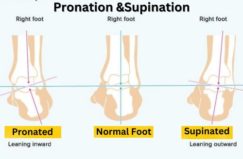 image-shows-how-foot-ankle-bend-in-Pronation-and-supination